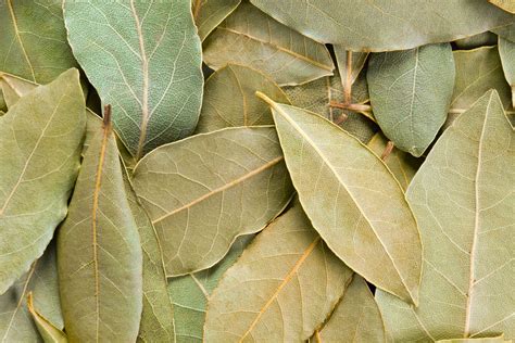 imagen de hojas de laurel y un colador fino