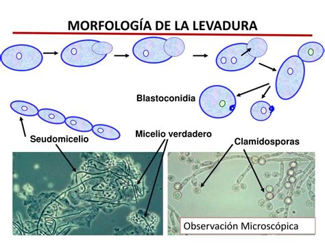 Esquema comparativo: célula unicelular de levadura vs. estructura filamentosa (micelio) del moho