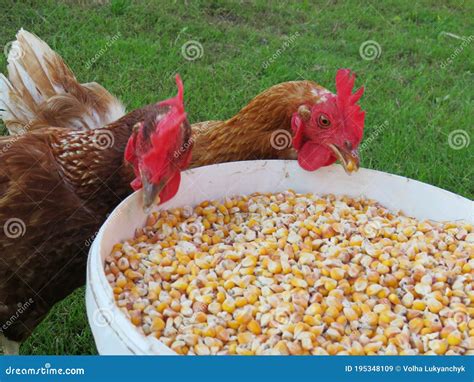 Una gallina ponedora comiendo grano de maíz.