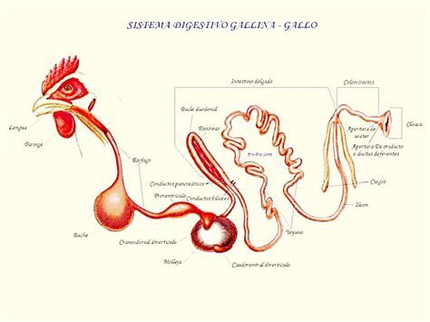 Esquema del sistema digestivo de una gallina.