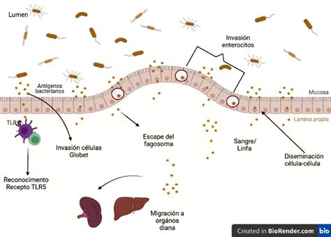 Esquema de las vías de contaminación de la bacteria Listeria monocytogenes en la cadena alimentaria.