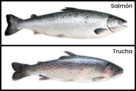 Ilustración comparativa entre un salmón juvenil (amuje) y un esguín con escamas plateadas