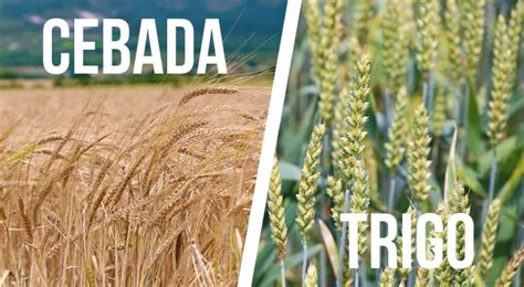 Esquema comparativo de espigas de trigo y cebada, destacando la diferencia en el número de espiguillas.