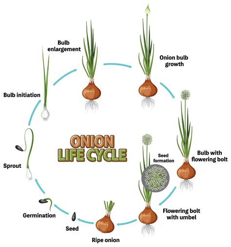 Infografía: Ciclo de vida de la cebolla