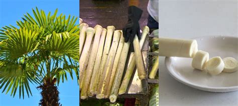 Esquema de la extracción del palmito de una palmera