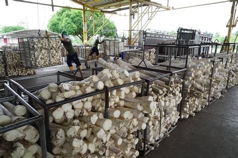 Plantación de palmeras jóvenes para producción de palmito