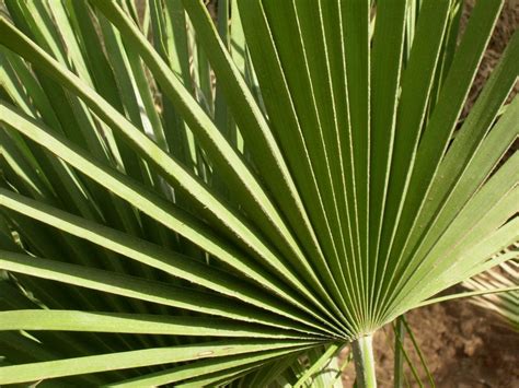 Fotografía de las hojas en forma de abanico del palmito Chamaerops humilis