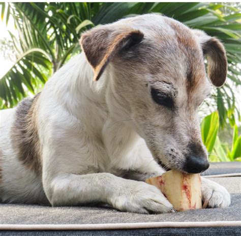 Perro feliz masticando un hueso manzano de res, con infografía de beneficios dentales
