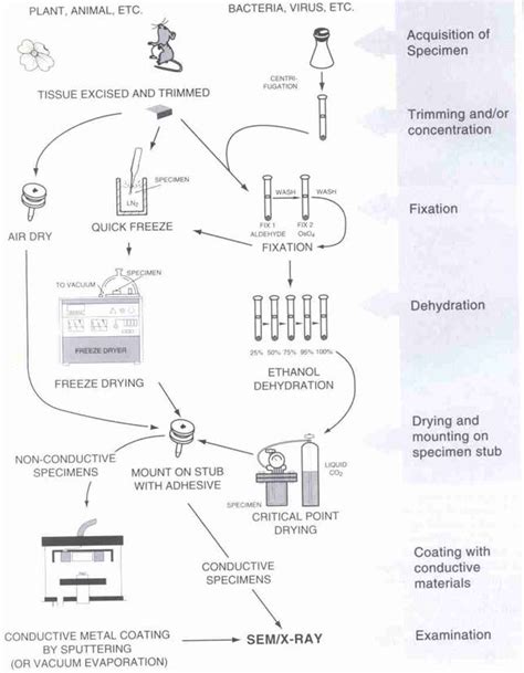 Esquema del proceso de preparación de muestras para cromatografía de gases