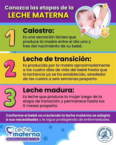 Infografía sobre las etapas de la leche materna (calostro, leche de transición, leche madura)