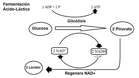 Esquema visual del proceso de fermentación láctica