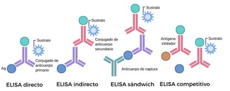 Diagrama de un ELISA competitivo, ilustrando la competencia entre el antígeno de la muestra y el antígeno marcado por los sitios de unión del anticuerpo, y la resultante relación inversa en la señal