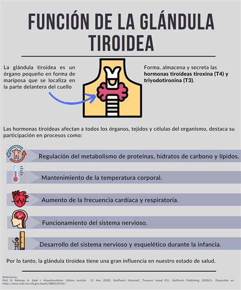 Esquema de la glándula tiroides y sus funciones metabólicas