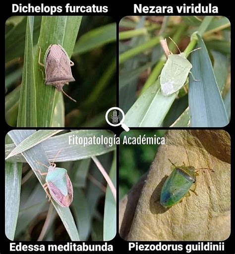 Identificación de chinches comunes: Nezara viridula, Piezodorus guildinii, Dichelops furcatus