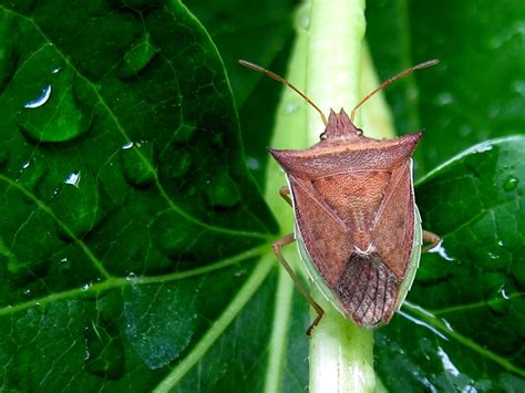 Chinche de los cuernos adulta (Dichelops furcatus) en rastrojo de invierno