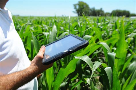 Técnico agrícola realizando monitoreo de plagas en un cultivo joven