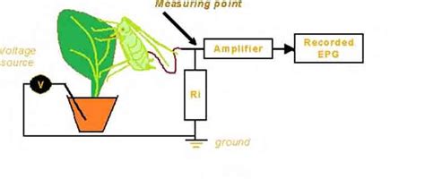 Infografía: Esquema del sistema Electrical Penetration Graph (EPG) para monitorear la alimentación de chinches