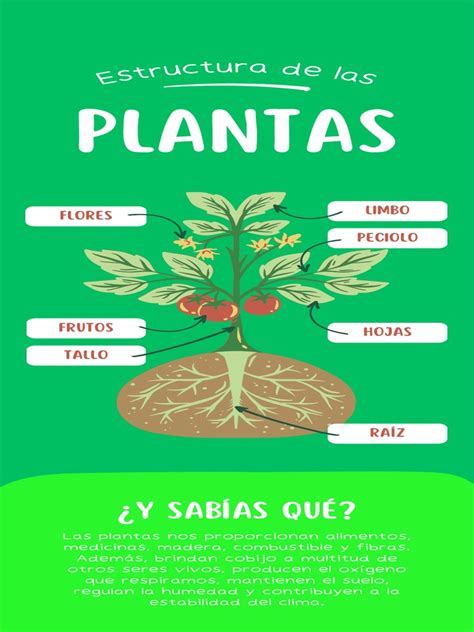 Collage o infografía mostrando diferentes plantas utilizadas para elaborar bebidas vegetales