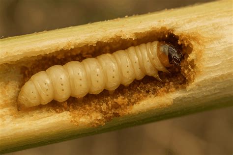 Fotos de larvas de barrenador del tallo, gusano blanco y gusano cogollero