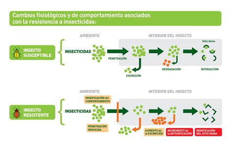 Infografía sobre mecanismos de resistencia de insectos a insecticidas