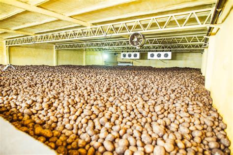 Infografía sobre las condiciones ideales de almacenamiento de papas