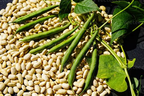 Ilustración de la planta de poroto (Phaseolus vulgaris) con sus vainas y semillas