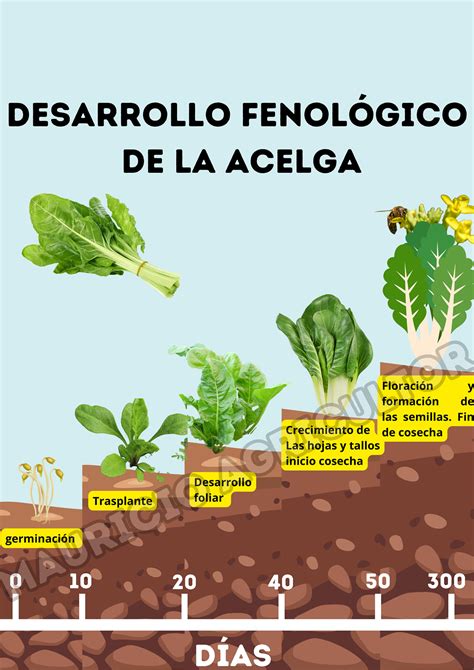 Infografía: Ciclo de crecimiento de la acelga desde la siembra hasta la cosecha