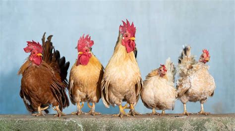 Esquema de las diferencias morfológicas entre un gallo y un capón