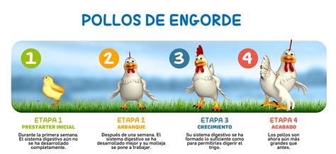 Esquema del proceso de ayuno y preparación de los pollos para la castración
