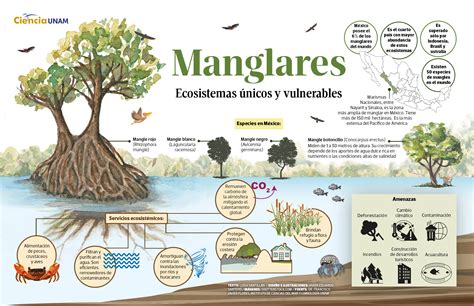 Esquema educativo sobre el ecosistema del manglar y la recolección artesanal de la concha prieta.
