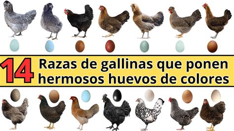 Ilustración de gallinas antiguas y su posible apariencia