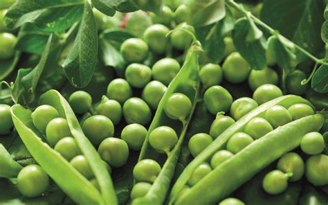 Esquema comparativo de plantas de habas y arvejas