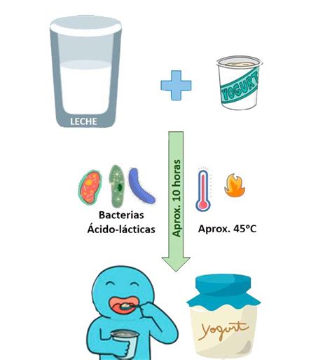 Esquema del proceso de fermentación del yogur con bacterias lácticas y cambios de pH
