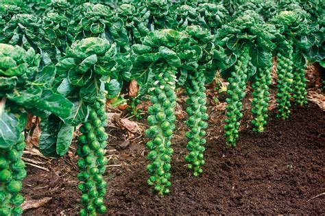 Campo de coles de Bruselas en invierno con detalle de los brotes en el tallo