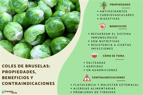 Infografía: Beneficios para la salud de las coles de Bruselas (vitaminas, minerales, fibra, antioxidantes)