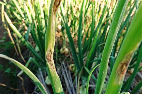 Comparativa visual de síntomas de Phytophthora, mildiu y otras enfermedades en hojas de cebolla
