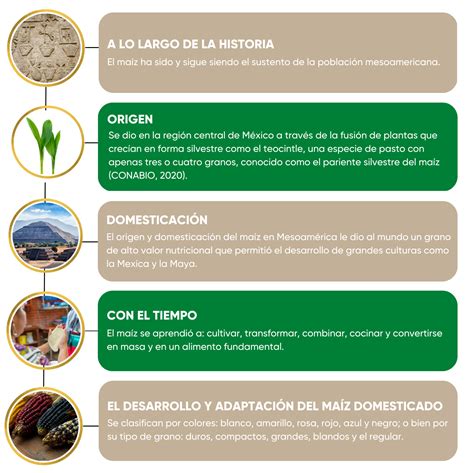 Infografía sobre la domesticación y usos históricos del maíz en América