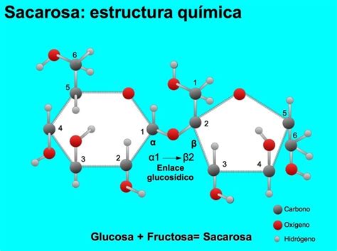 Infografía: Estructura molecular de la sacarosa (glucosa + fructosa)