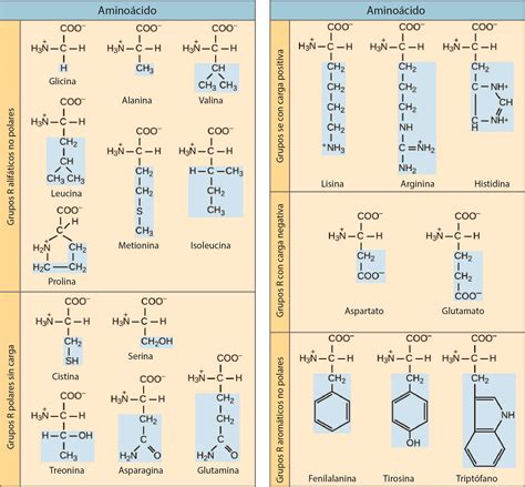 Gráfico comparativo de perfiles de aminoácidos en diferentes fuentes de proteína