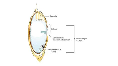 Diagrama de las capas del grano de arroz (integral vs blanco)