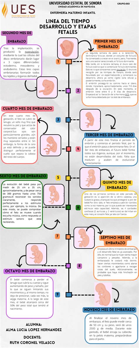 Infografía sobre la línea del tiempo del embarazo: marcado de la semana 12 como inicio ideal y advertencias sobre el tercer trimestre.
