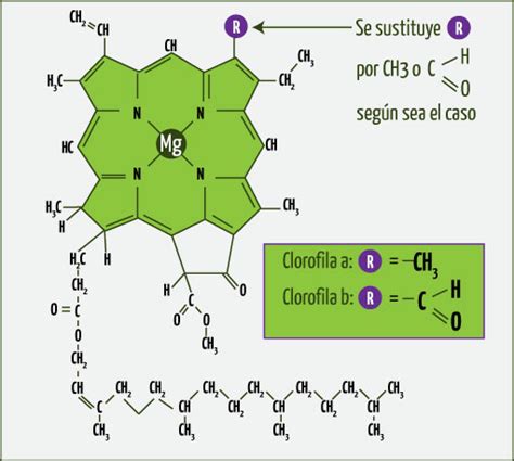 Esquema de la molécula de clorofila y la hemoglobina para comparar su estructura