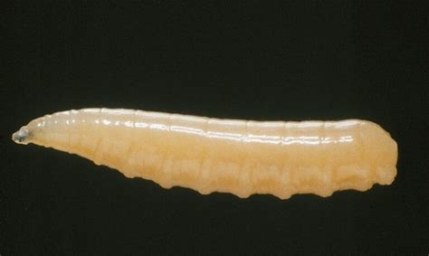 Ilustración de la larva de la