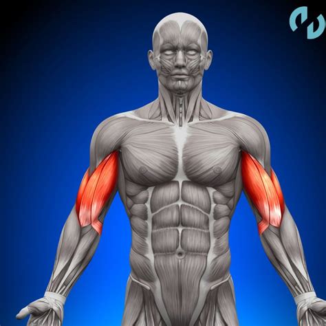 Infografía que muestra la anatomía básica del brazo destacando bíceps y tríceps.