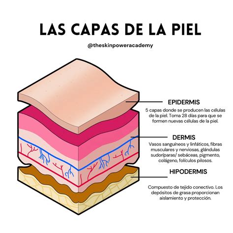 Esquema de las capas de la piel afectadas por una úlcera por presión
