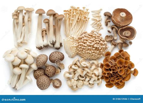 Variedad de hongos comestibles en un bosque