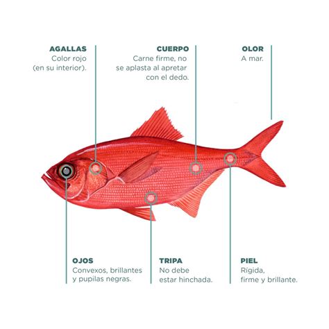 Representación de la escala de frescura del pescado