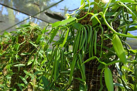 plantas de vainilla orquídea y vainas en proceso de curado