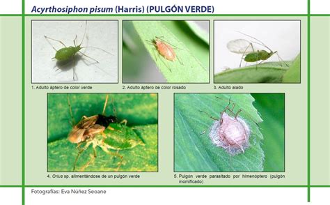 Esquema de las partes del cuerpo de un pulgón Acyrthosiphon pisum.
