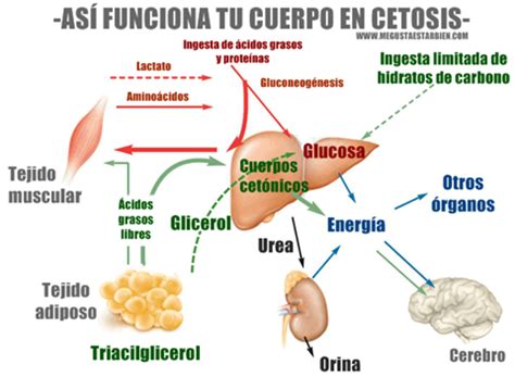 esquema del proceso de cetosis en el cuerpo humano